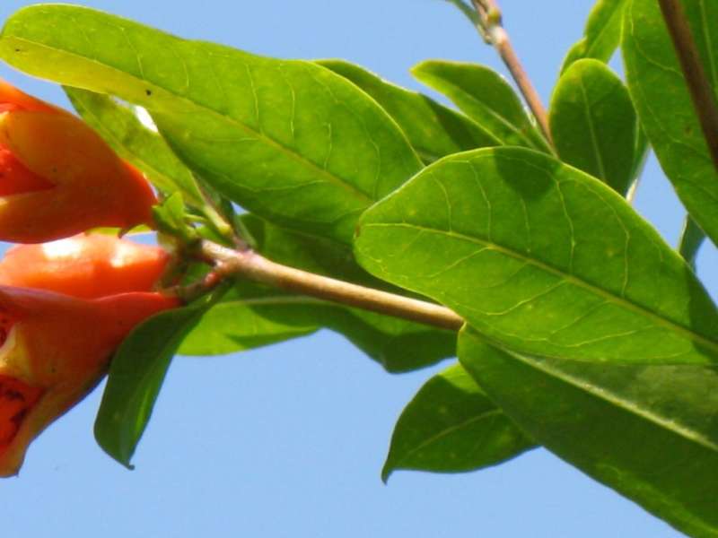 Raccoon Removal Raccoon Removal